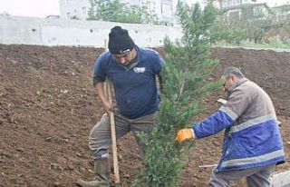 Canik’te 33 bin 668 ağaç kesilmekten kurtarıldı