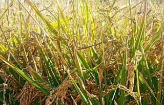 Çeltik üretimine bilimsel dokunuş: Verimlilik arttırılacak