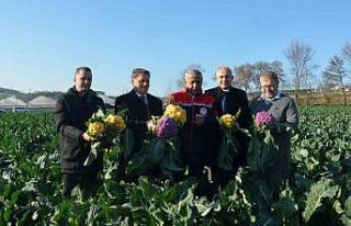 Çiçek bahçesi değil karnabahar tarlası: Rengarenk...