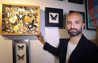 Çizgi filmden etkilendi, eşsiz kelebeklerden koleksiyon...