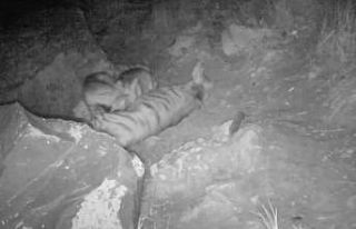 Çizgili sırtlan ve yavruları fotokapana takıldı