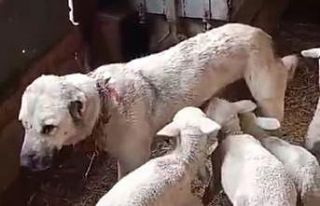 Çoban köpeğinden süt emen kuzular görenleri hayrete...