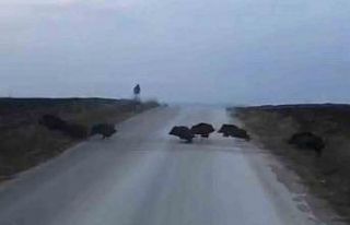Çorum’da domuz sürüsü kamerada