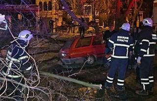 Çürüyen ağaç otomobilin üzerine devrildi