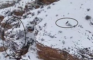 Dağ keçileri ile kurt aynı karede görüntülendi