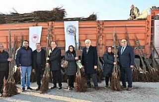 Denizli cevizin başkenti olma yolunda ilerliyor