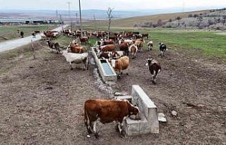 Devlet destekleri ile tarım ve hayvancılık işletmeleri...