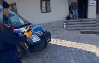 Devriye gezen jandarmanın bulduğu yaralı kızılşahin...