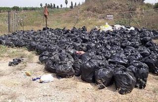 Dökülen ya da ağaçta kalan narenciye Akdeniz Meyve...