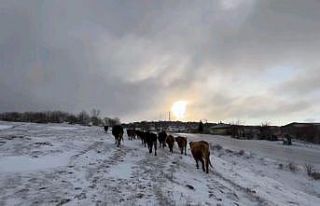 Edirneli besicilerin kar altında zorlu mesaisi