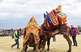 Efeler’deki deve güreşi festivali ertelendi