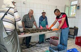 Eğirdir Gölü’nde kerevit bereketi, 498 ton üretimle...