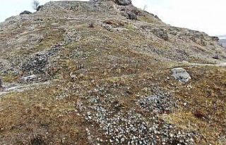 Elazığ’daki Palu Kalesi’nde dağ keçileri dronla...