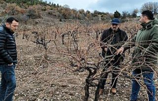 Emet’te pekmez evi ve üzüm bağlarında inceleme