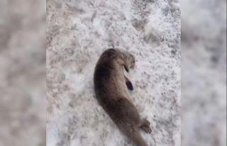 Erzincan’da nesli tükenmekte olan vaşak ve su...