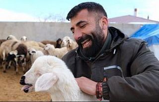 Erzincan’da yılın son kuzuları üreticilerin...