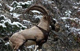 Erzincan’ın yüksek kesimlerinde yaban keçileri...