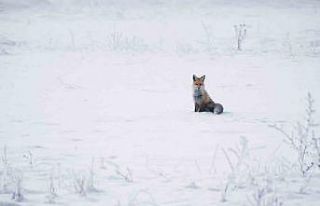 Erzurum Ovası’nda tilkinin av macerası