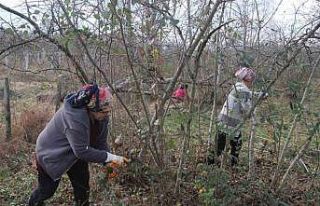 Fındık bahçelerinde kış bakımı başladı