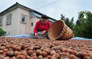 Fındık ihracatı geçen yılın iki katına yaklaştı