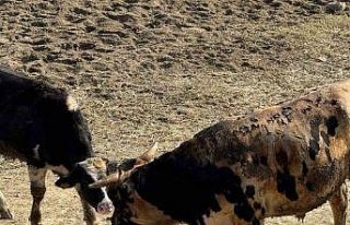 Gelibolu’da hayvan çiftliğindeki yangında 5 büyükbaş...