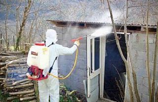 Giresun Belediyesi, kokarca ile mücadelede ilaçlama...