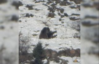 Gümüşhane’de kar üzerinde birbirleriyle oynayan...
