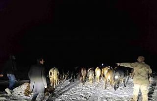 Gümüşhane’de kaybolan 24 büyükbaş hayvanı...