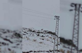 Hakkari’de gündüz vakti kurt görüntülendi