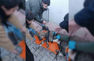 Hakkari’de yaralı dağ keçisi tedavi altına alındı