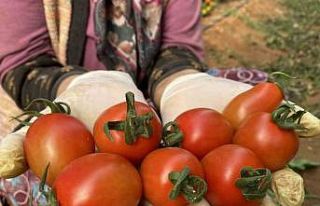 Halde işlem gören domates miktarı düştü, fiyat...
