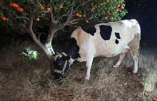 Hayvan hırsızları hayvanlarla birlikte yakalandı