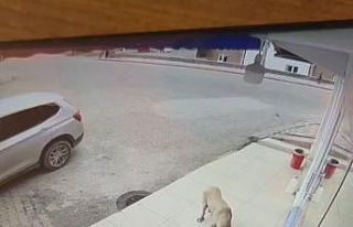 Her gün kaybolan süt bidonunu anne köpeğin aldığı...