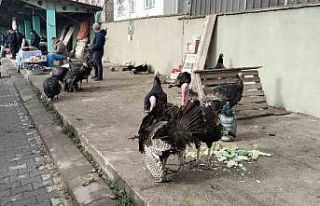 Hindi eti, demir ve protein açısından zengin