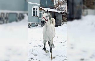 İsmiyle seslenilen at karlı kaplı arazide koşturarak...