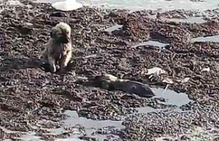 İtfaiyeden yürek ısıtan kurtarma operasyonu: Yavru...