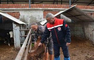 ’Jersey’ projesiyle süt üretimi ve hayvansal...