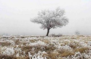 Kahramanmaraş’ta kırağı’dan dolayı ağaçlar...