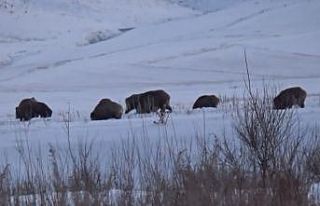Kars’ta domuz sürüsü ve kurtlar aynı karede