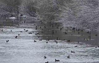 Kars’ta yüzlerce yaban ördeği bir arada görüntülendi