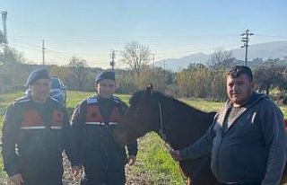 Kaybolan rahvan atı, jandarma ekiplerince bulundu