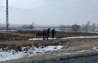 Kazada firar eden inek kendiliğinden geri döndü