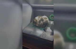 Kedi ATM’de uyudu, vatandaşlar rahatsız etmemek...