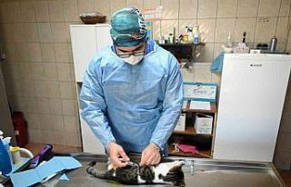 Kemer’de Kasım ayında 200 hayvan kısırlaştırıldı