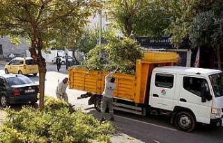 Kepez’de ağaçları kış ve bahar mevsimine hazırlanıyor