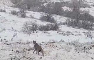 Kırmızı listedeki vaşak Erzincan’da görüntülendi