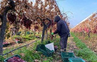 Kış geldi Sarıgöl’de üzüm hasadı devam ediyor