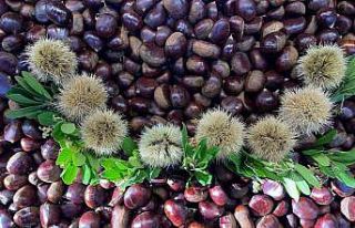 Kış harikası kestane her derde deva