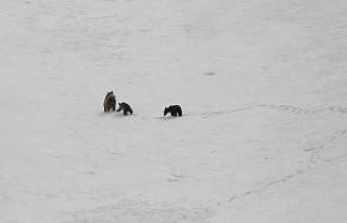 Kış uykusuna yatmayan ayılar Erzincan’da görüntülendi