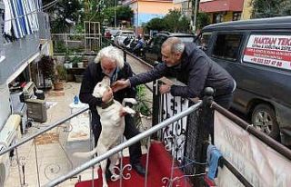 Komşuların rahatsız olduğu labrador cinsi köpek...